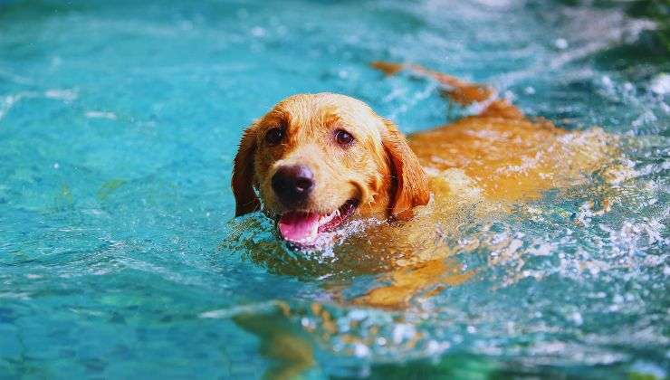 Colpo di caldo per il cane