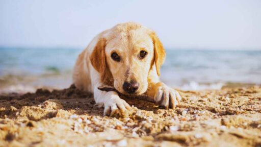 Cane e colpo di caldo