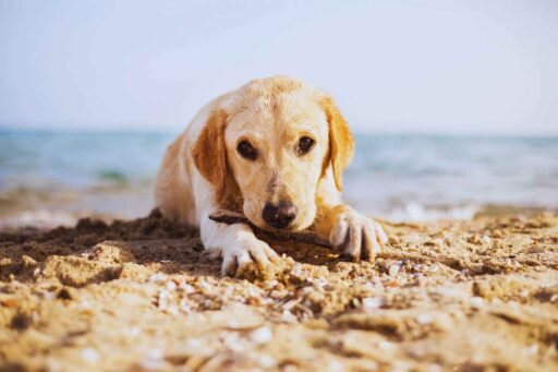 Cane e colpo di caldo