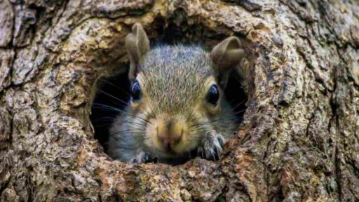 Scoiattolo Peanut perché é il simbolo dei repubblicani